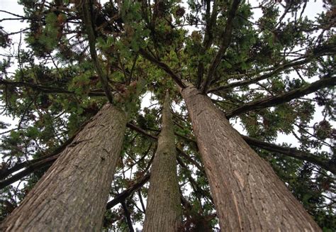Chinese Fir Trees Of Vancouver