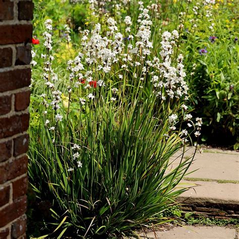 Buy libertia (syn Libertia grandiflora ) Libertia chilensis: £9.99 ...