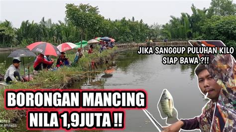 Mancing Borongan Ikan Nila Jutaan Puluhan Kilo Siap Bawa Jika