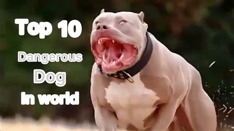 Top 10 Dangerous Dog In World 🐕 Youtube