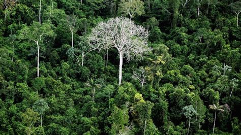 Árvores Da Floresta Amazônica - Arvores Frutiferas Da Floresta Amazonica IFPA Doa 1000 Mudas De