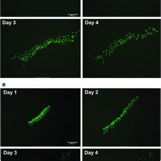 negative control cultures montages  representative negative control