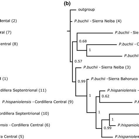 A Maximumlikelihood Raxml Phylogenetic Tree Of The Podocarpus