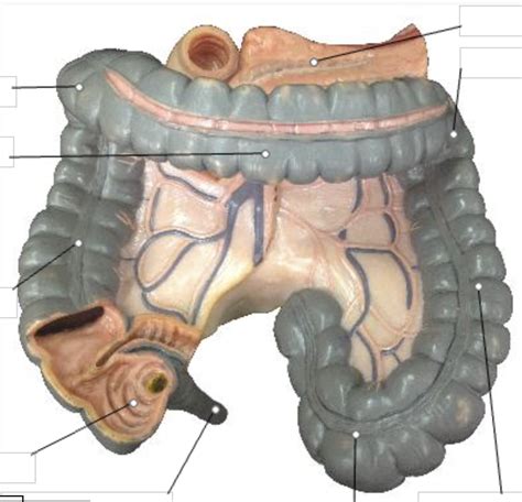 Large Intestine Diagram Quizlet