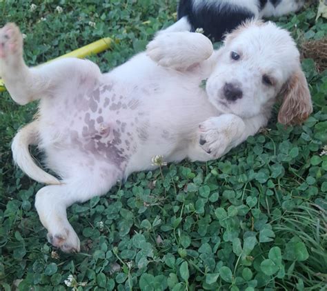 Sous La Plume De Chez Millet Chiot Disponible Setter Anglais