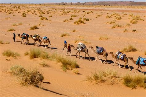 El Berber Viene Con Una Caravana De Camellos En El Desierto Imagen De