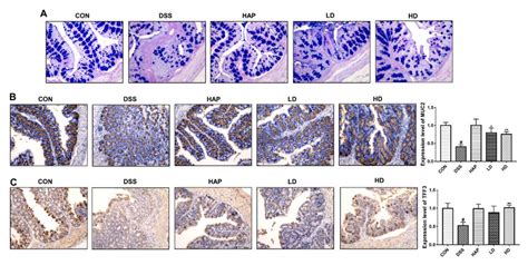 Effect Of Ape On The Function Of Goblet Cells A Representative Image