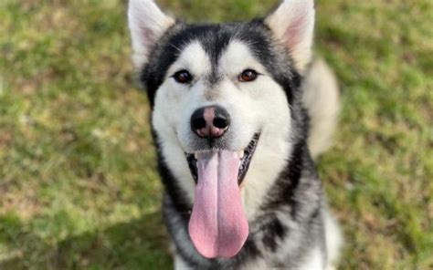 Pet of the Week: Could you give Koba a brand new forever home? - The ...