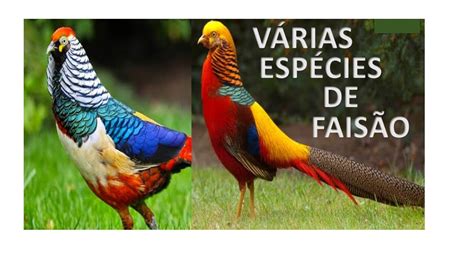 Fais O Conhe A V Rias Esp Cies Dessa Ave Ornamental Colorida