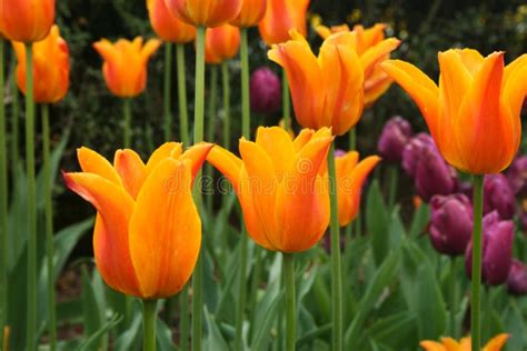 Bright Orange and Purple Tulips in the Garden Stock Photo - Image of ...