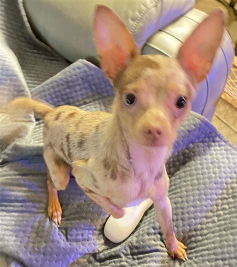 Chihuahua Puppies For Sale Baton Rouge LA 499525