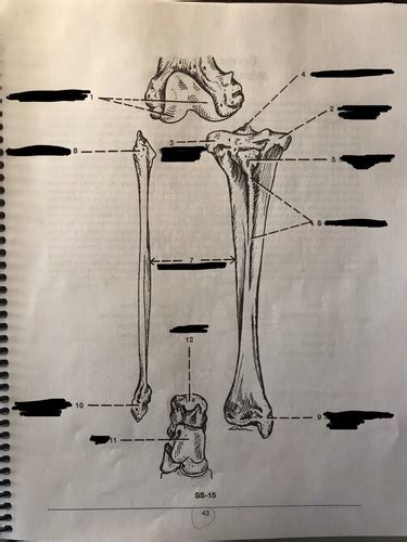 Biol Lab Leg Bones Tibia And Fibula Right Side Anterior View