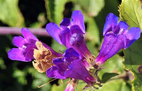 Hidden Forest Trail, One-View Trail, Poo Top — Washington Trails