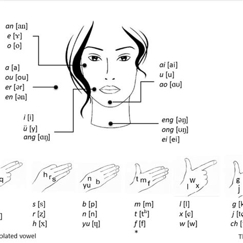 table  hand shapes  hand positions