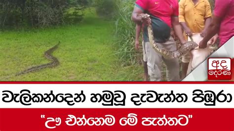 වැලිකන්දෙන් හමුවූ දැවැන්ත පිඹුරා ඌ එන්නෙම මේ පැත්තට Youtube