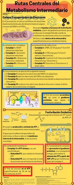 Rutas Centrales Del Metabolismo Intermediario Miguel Antonio Ram Rez