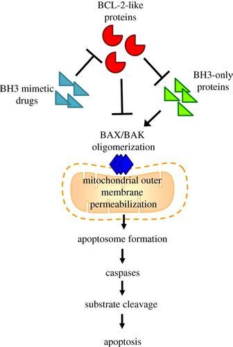 Targeting Bcl 2 Regulated Apoptosis In Cancer Open Biology