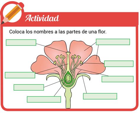 Reproducción sexual en las plantas CICLO BIOLÓGICO DE LAS ESPERMATOFITAS