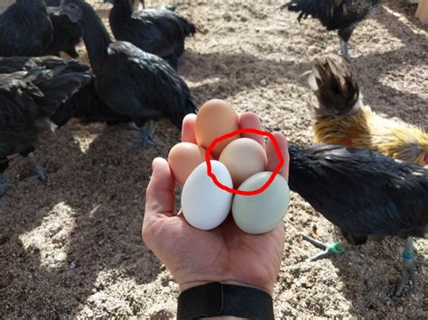 Black Chickens Eggs