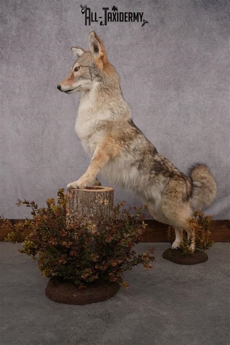 full body coyote taxidermy mount sku   taxidermy