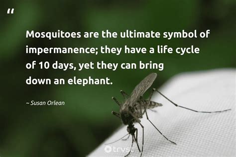 25 Mosquito Quotes About The Infamous Insects