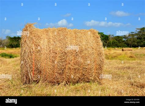 One Hay Bale On A Pasture Field With A Beautiful Blue Sky Stock Photo