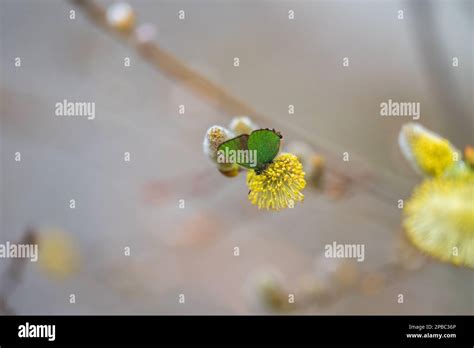 Green Hairstreak On Salix Caprea Salix Caprea Known As Goat Willow Pussy Willow Or Great