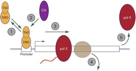 Biomolecules Free Full Text Functions Of The Proteasome On Chromatin