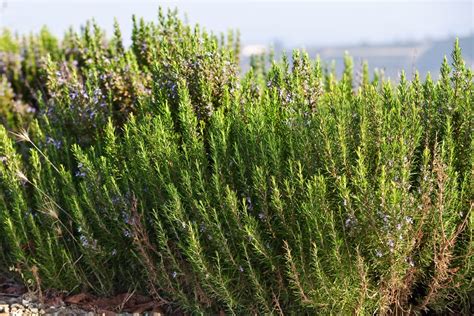 Rosemary Origin Profile Flowering Period Plantura