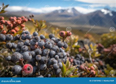 El Majestuoso Calafate Bayas De Patagonias Andes Stock De Ilustraci N