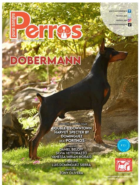 Son Los Dobermans Europeos Buenos Perros De Familia