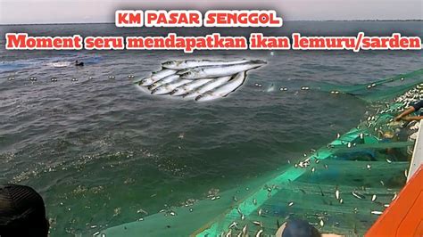 Km Pasar Senggol Ll Moment Seru Mendapatkan Ikan Lemuru Sarden Ll