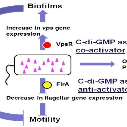 Schematic Presentation Of Physiological Functions Of C Di GMP In