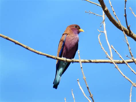 IMG 7443A Broad Billed Roller Eurystomus Glaucurus Flickr