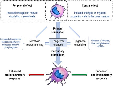 Frontiers Trained Immunity Contribution To Autoimmune And