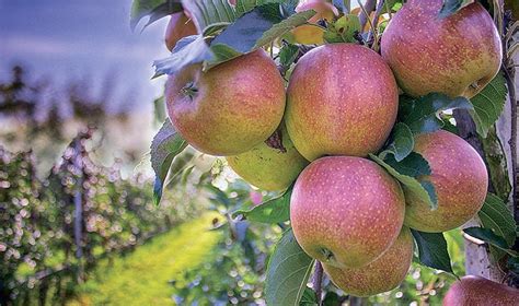 Using Apple Trees Of Idared Variety As Firewood Is More Profitable In