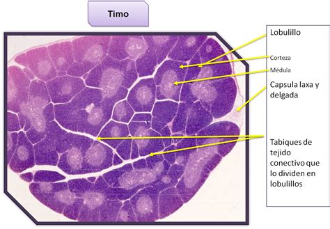 Album De Histologia Tejido Linfoide