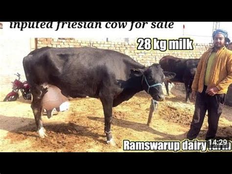 Inputed Friesian Cow For Cow For Sale In Punjab Pakistan Jarcey