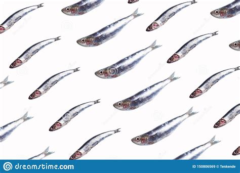 Anchovies Fish Pattern On Trendy Color Background Stock Image Image