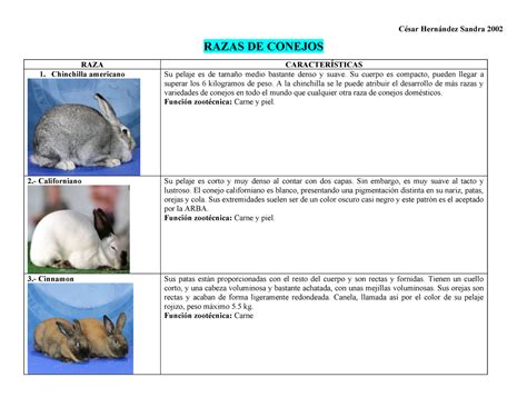 Razas De Conejos Compress C Sar Hern Ndez Sandra Razas De