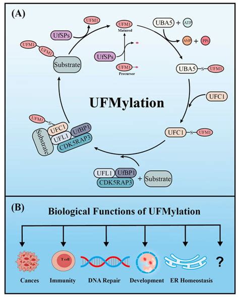 Cells Free Full Text The Post Translational Role Of Ufmylation In