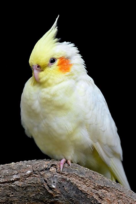 Cockatiel Laying Eggs Without A Mate