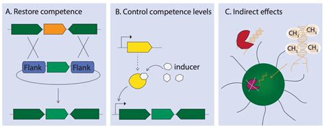 Life Free Full Text Function And Benefits Of Natural Competence In