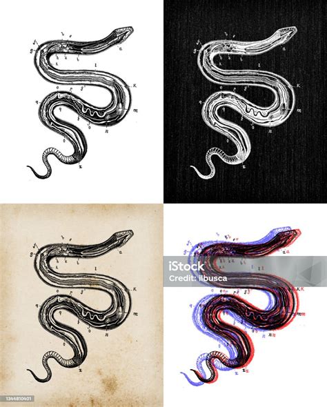 Ilustrasi Hewan Antik Anatomi Ular Ilustrasi Stok Unduh Gambar