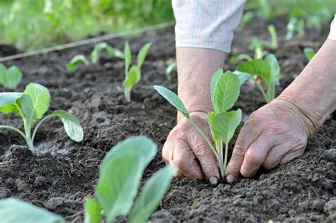 How To Plant And Grow Cabbage Gardeners Path