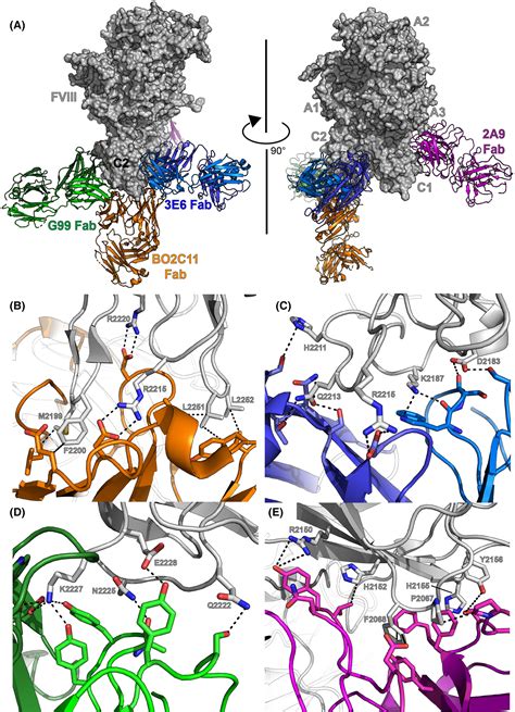 Structural Insights Into Blood Coagulation Factor Viii Procoagulant