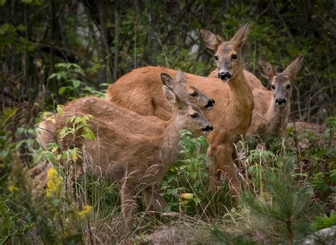 Kostenlose foto Natur Tier Tierwelt Hirsch Säugetier Fauna Kalb