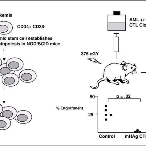 -Evaluating T-cell recognition of leukemia progenitors using NOD/SCID... | Download Scientific ...