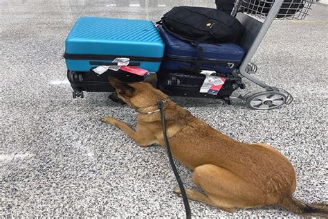 Duas mulheres são presas transportando 54 5 kg de maconha no Aeroporto