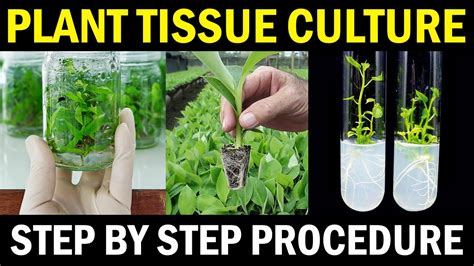 Basic Steps Of Plant Tissue Culture Idea Chocmales